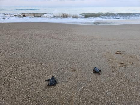 Belek'te 100 bin caretta yavrusu denize ulaştı