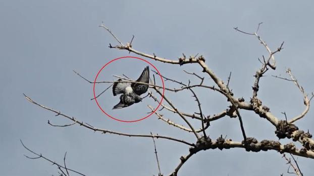 Ayağına ip dolanıp ağaçta asılı kalan güvercini itfaiye kurtardı
