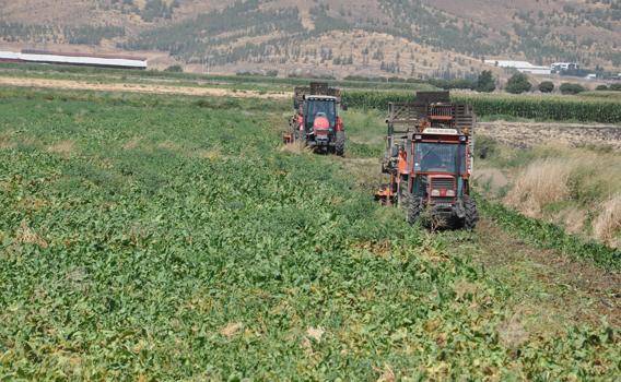 Gaziantep’te şeker pancarı hasadı