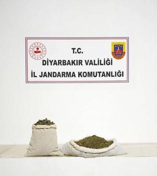 Diyarbakır’da bir haftada 97 bin 743 kök kenevir ele geçirildi