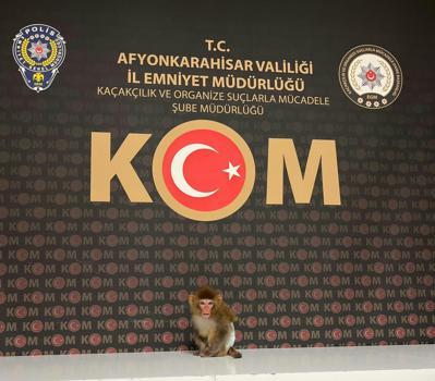Beslenmesi yasak maymun korumaya alındı