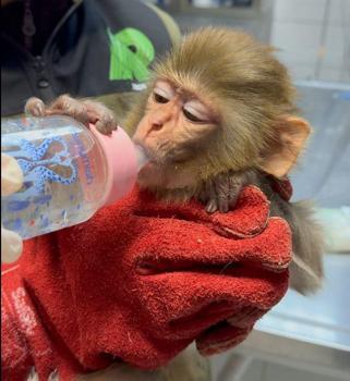 Belgesi bulunmayan makak maymunu koruma altına alındı