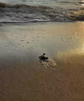 İztuzu Plajı'nda caretta caretta sezonu sona erdi: 30 bin yavru denizle buluştu