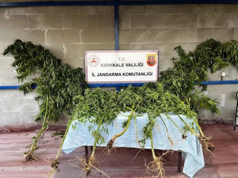 Kırıkkale'de esrar yetiştirilen eve operasyon: 1 gözaltı