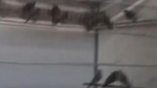 Ankara’da saka kuşu üretip satan kişiye 1.4 milyon lira ceza