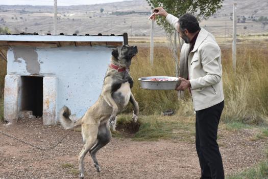 Kangal köpeklerini kışa ‘yüksek protein’ ile hazırlıyorlar