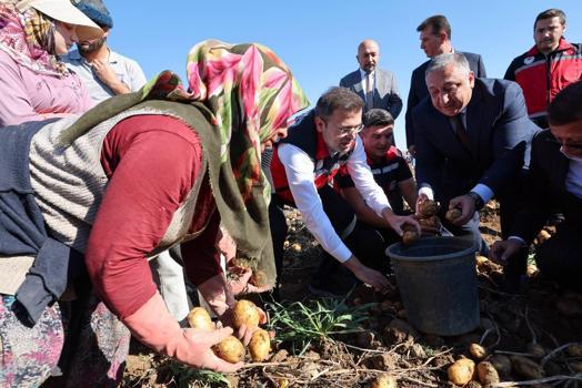 Yerli ve milli patateste 1 milyon 178 bin ton rekolte bekleniyor