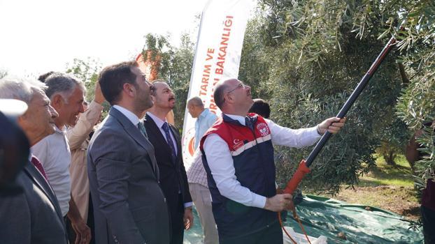 Osmaniye’de zeytin hasadında 107 bin ton rekolte beklentisi