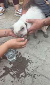 Maltepe’de enkaz altında kalan kedi saatler sonra canlı çıkarıldı