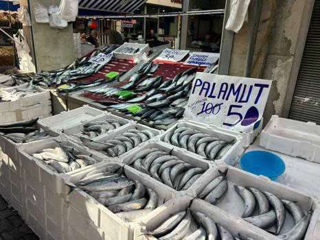 İnebolu’da palamudun tanesi 40 liraya kadar düştü