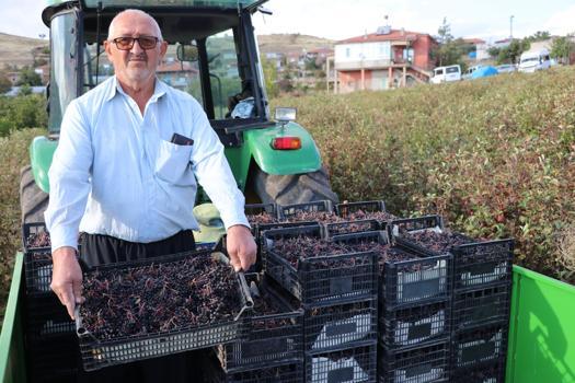 Tomarza’da aronya hasadı başladı; 40 ton  rekolte beklentisi