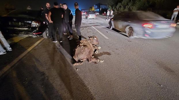 Otomobillerin çarptığı 3 angus öldü