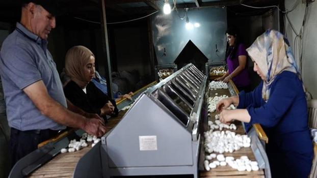 Diyarbakır’da ipek böcekçiliği, bin çiftçiye geçim kaynağı oluyor