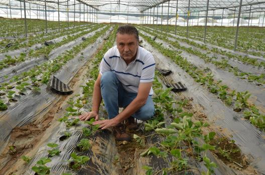 Çilek fideleri toprakla buluştu