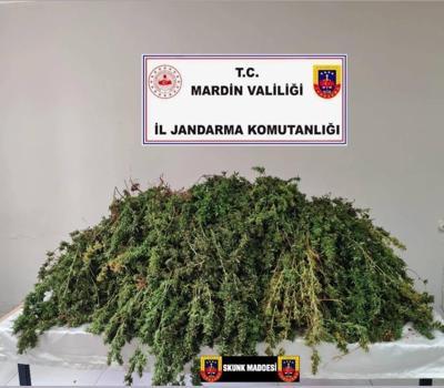 Mardin’de 43 kilo skunk ele geçirildi: 1 gözaltı