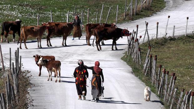 Trabzon’da, yaylacıların renkli dönüş yolculuğu / Ek fotoğraflar
