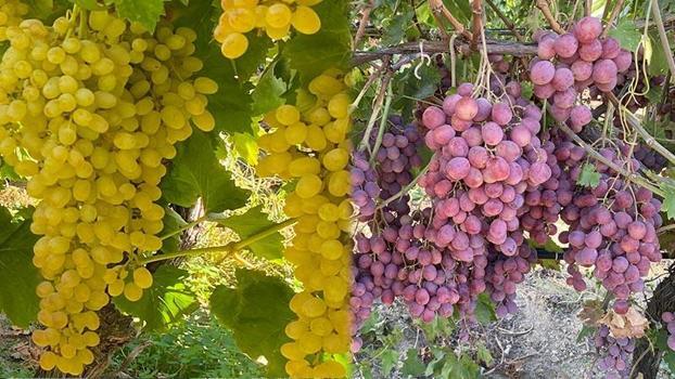 Manisa’dan dünya veri tabanına; iki üzüm çeşidinin genomları çözüldü