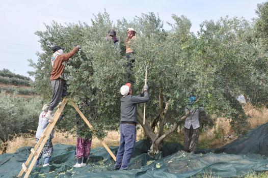 Manisa'da zeytin hasadı eğitimle başladı