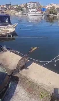 Çanakkale'de kanadına misina dolanan karabatak tedavi edildi