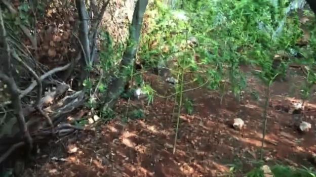 Hazine arazisinde uyuşturucu yetiştiren şüpheli tutuklandı