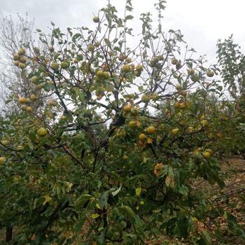 Kozan'da fırtına, hurma bahçelerine zarar verdi