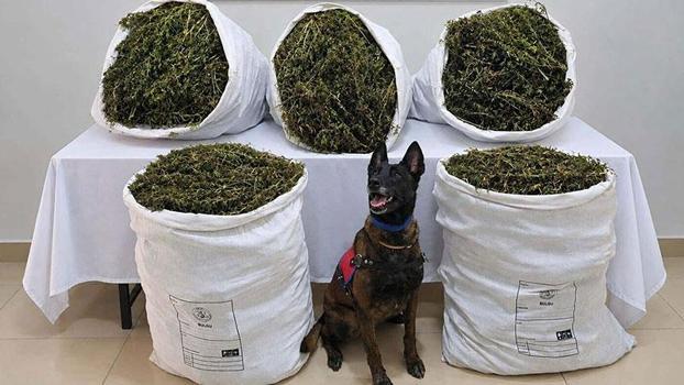 İzmir'de 54 kilo 800 gram kubar esrar ele geçirildi: 3 tutuklama