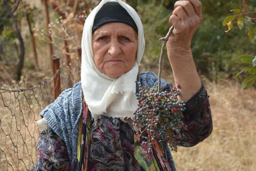 Annesiyle başladığı çitlembik mesaisini 78 yaşında sürdürüyor
