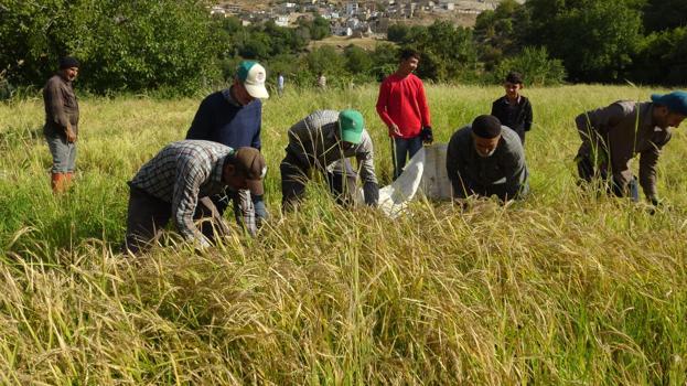 Gercüş’te çeltik hasadı imece usulüyle yapılıyor
