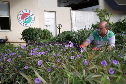 Kepez'de yetiştirilen çiçekler Antalya'ya renk katıyor