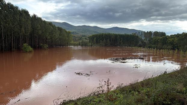 Amasra'da fırtına; çok sayıda ağaç devrildi (4)