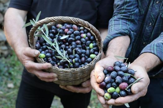 Artvin’in ödüllü ‘Butko’ zeytininde hasat başladı