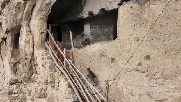 Tunceli’de 25 odalı tarihi ‘İn Delikleri’ne tırmanan yaban keçileri dronla görüntülendi