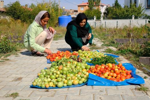 Van’da kadın bostanında son hasat yapıldı