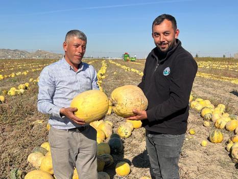 Nevşehir'de tescilli çerezlik çekirdek elde edilen kabakta hasat zamanı