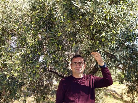Antalya'da ‘var yılı’ olan zeytinde hasat zamanı
