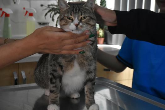 Ortaokul öğrencileri, yaralı kedi 'Kurabiye'nin tedavisi için harçlıklarını biriktirdi