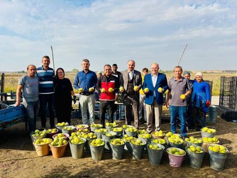 Edirne’de ‘deveci armudu’ hasadı yapıldı