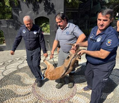 Yaralı dağ keçisi tedaviye alındı