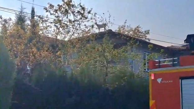 Çatıya çıkan keçiyi itfaiye kurtardı