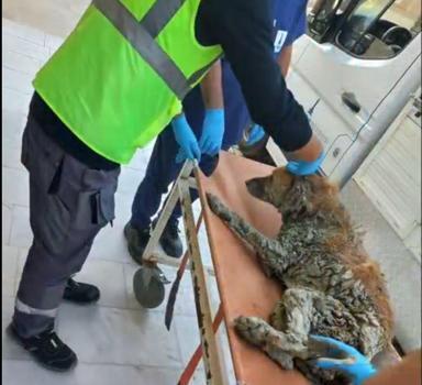 İzmir’de çamur depolama alanından kurtarılan köpeğe Şanslı adı verildi