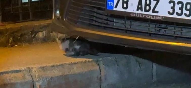 Otomobilin motor kısmına sıkışan yavru kedi kurtarıldı