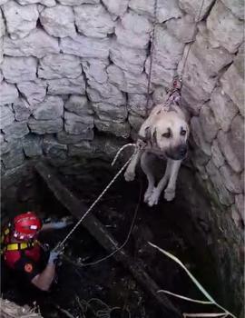 Nevşehir’de kuyuya düşen 2 köpek kurtarıldı