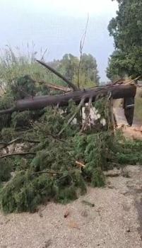 Kozan'da fırtına ağaçları devirdi