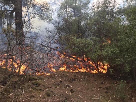 Aydın’da 10 dönüm ormanlık alan yandı