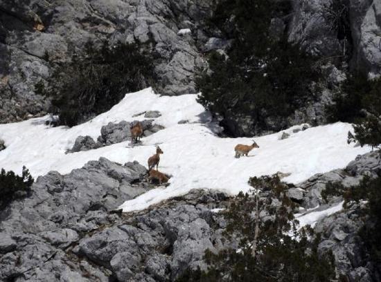 Gündoğmuş'un dağ keçileri fotoğraflandı