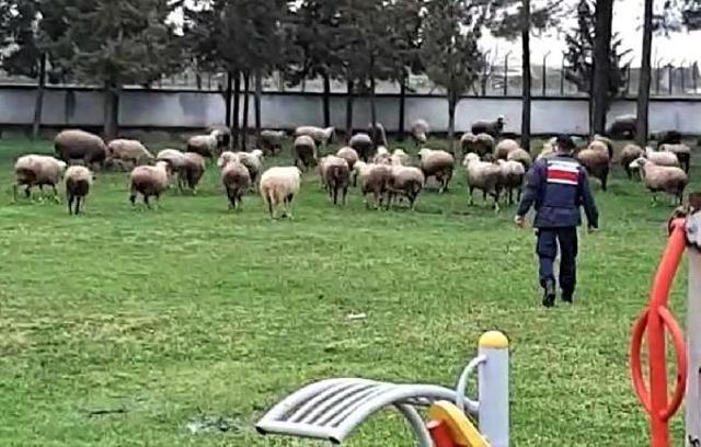 Çalınan koyunları kuzularıyla jandarma buluşturdu