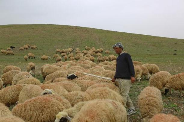 Afganistanlı Abdullah, başlık parası için Tunceli'de çobanlık yapıyor