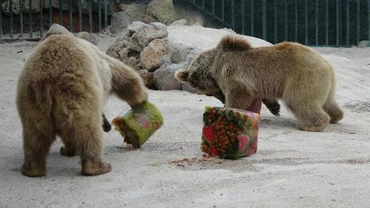 Konya’da sıcaktan bunalan hayvanlara buzlu meyveler verildi