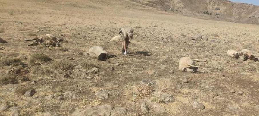 Cesedi bulunan çobanın 20 koyunu da silahla vurularak ölmüş
