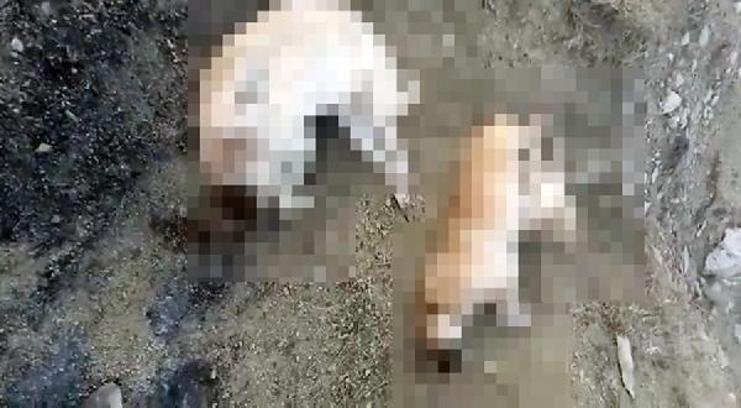 Elazığ’da 5 köpek ölü bulundu; savcılık soruşturma başlattı
